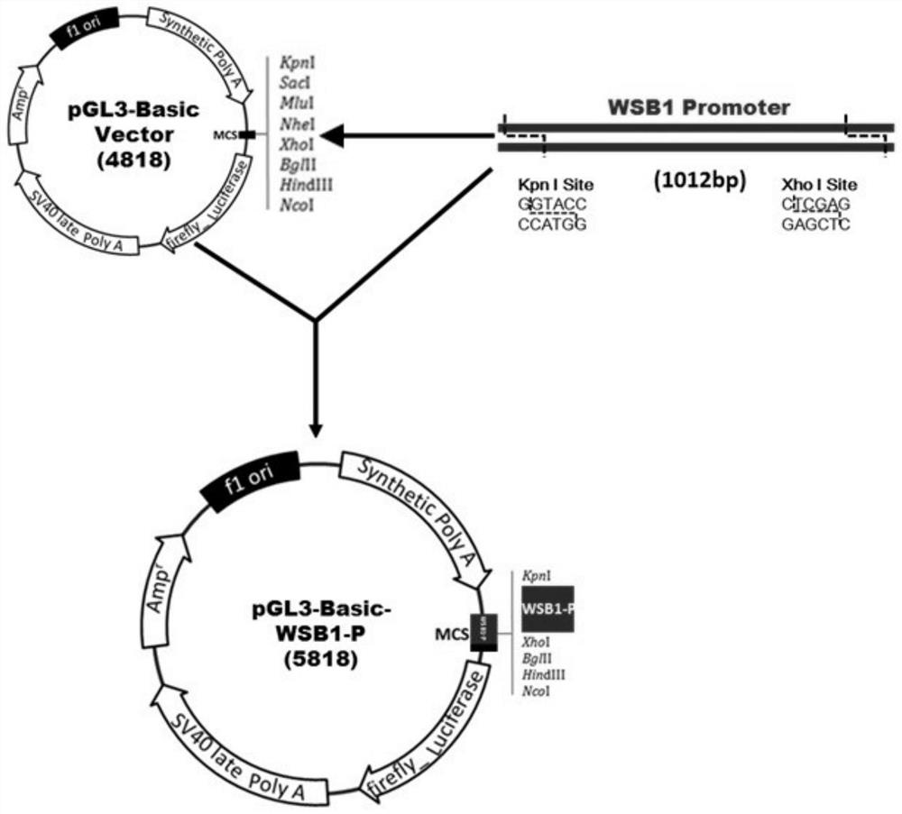 A recombinant plasmid containing wsb1 gene promoter and reporter gene and its construction method and application