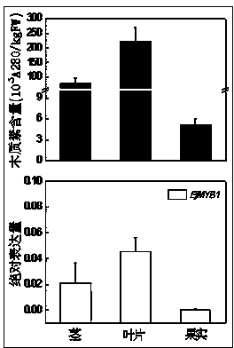 Transcription factor EjMYB1 participating in control on synthesis of loquat fruit lignin and application thereof