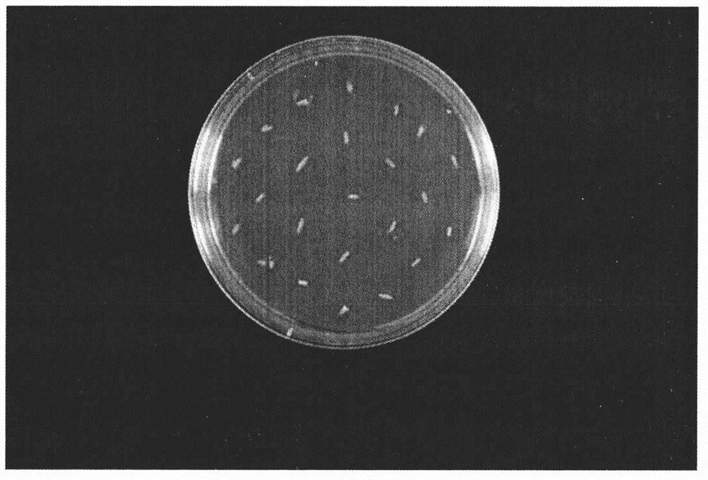 The Culture Method of Callus Induction and Regeneration of Mature Embryo of Goose View Grass