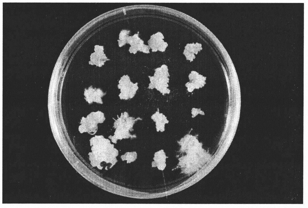 The Culture Method of Callus Induction and Regeneration of Mature Embryo of Goose View Grass