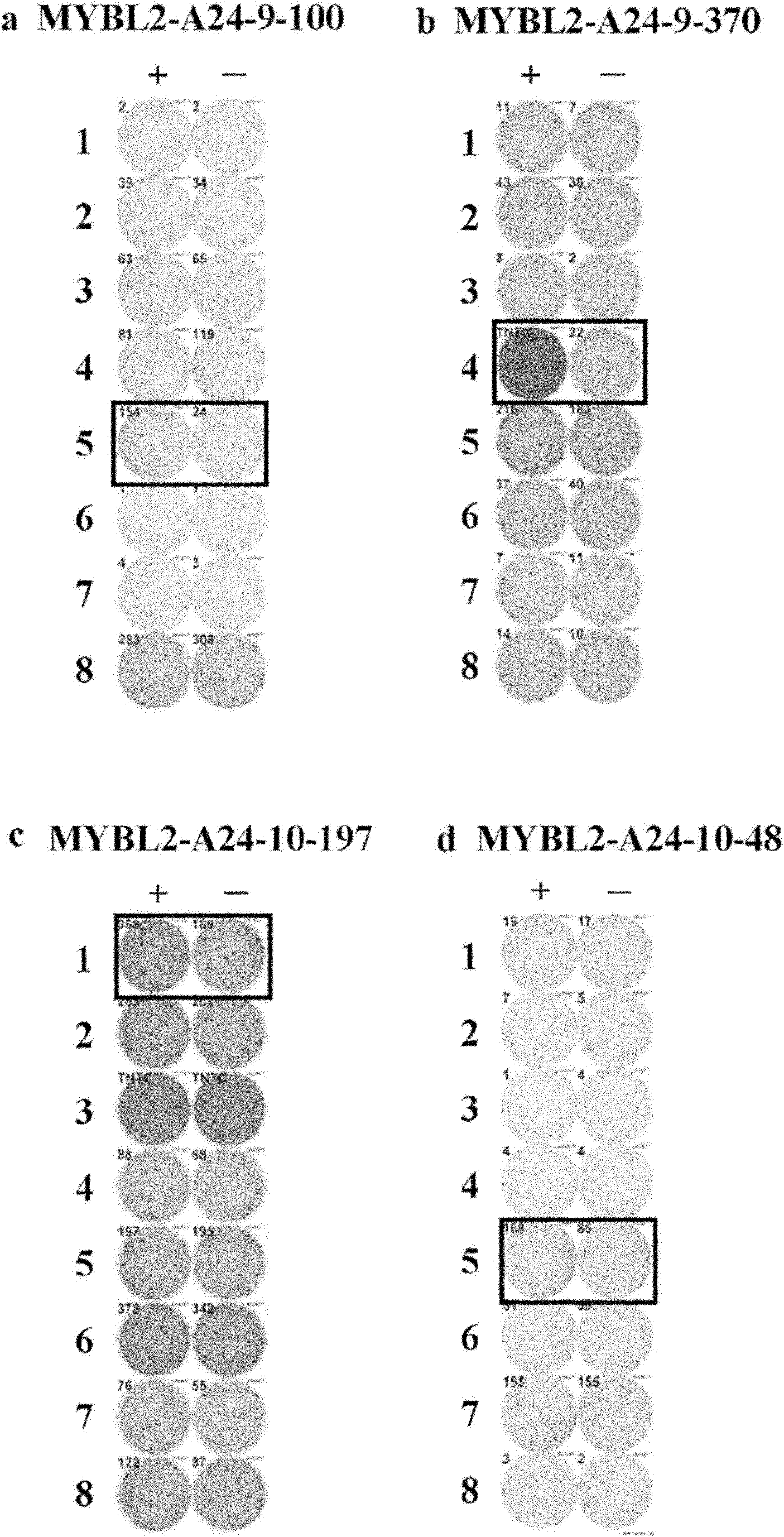 MYBL2 epitope peptides and vaccines containing the same