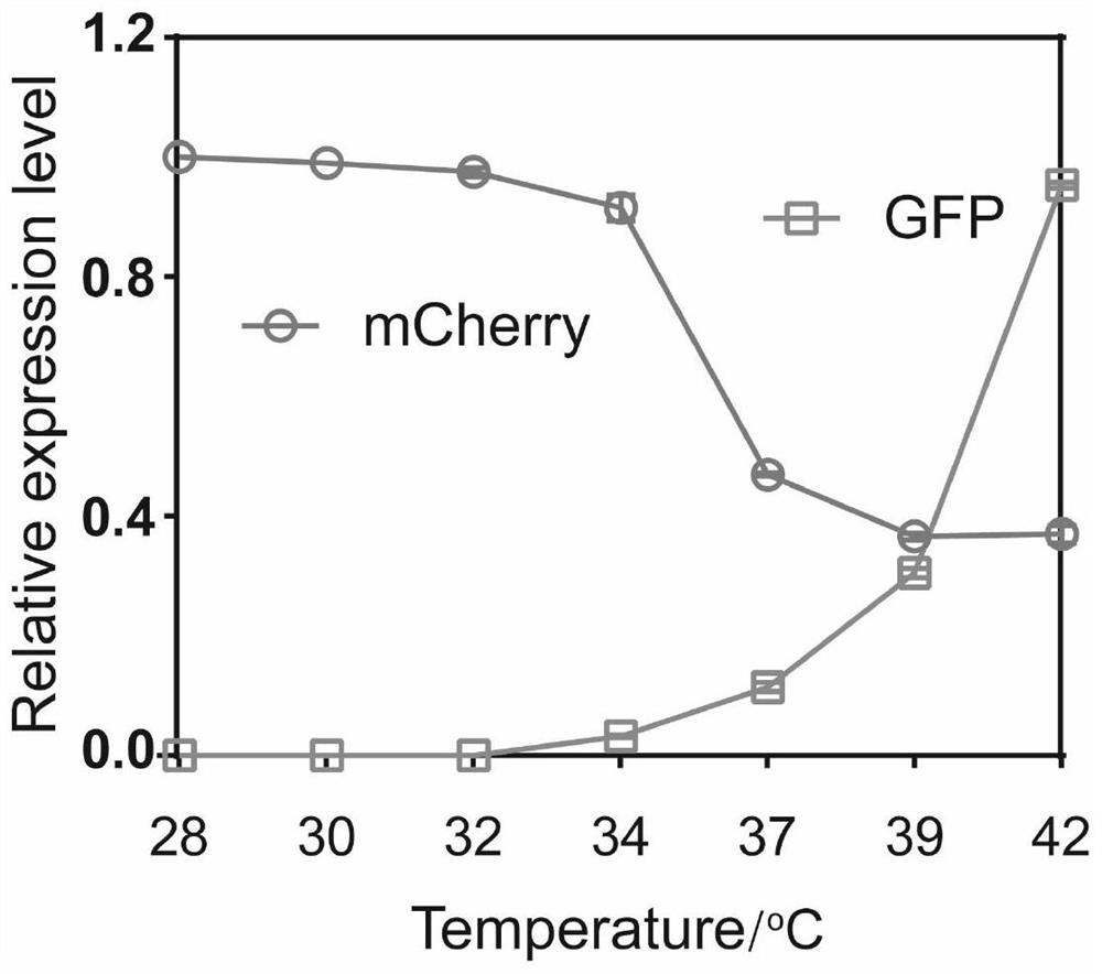 Temperature-sensitive gene loop system as well as construction method and application thereof