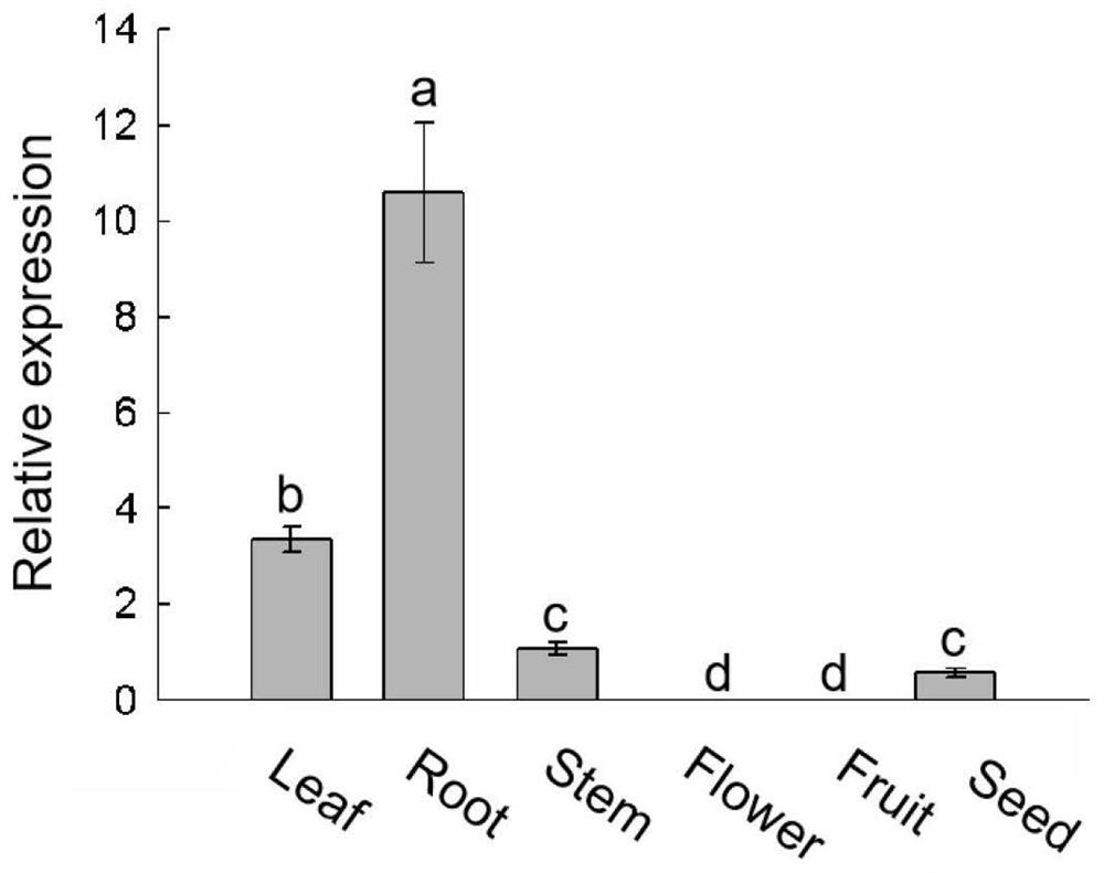 Transcription factor VcMYB108 related to plant drought tolerance as well as coding gene and application of transcription factor VcMYB108