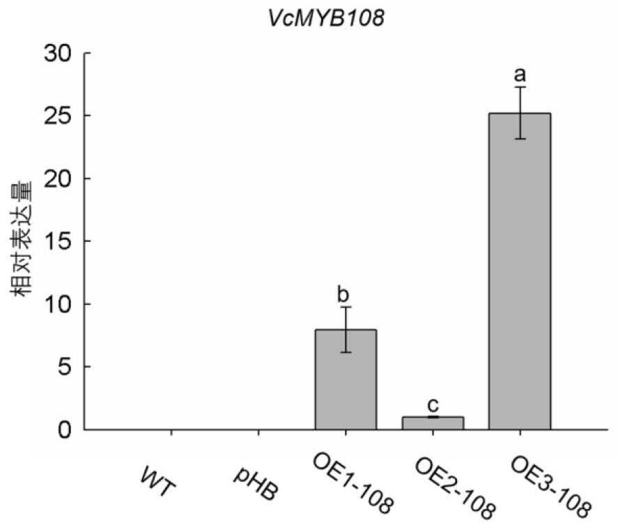 Transcription factor VcMYB108 related to plant drought tolerance as well as coding gene and application of transcription factor VcMYB108