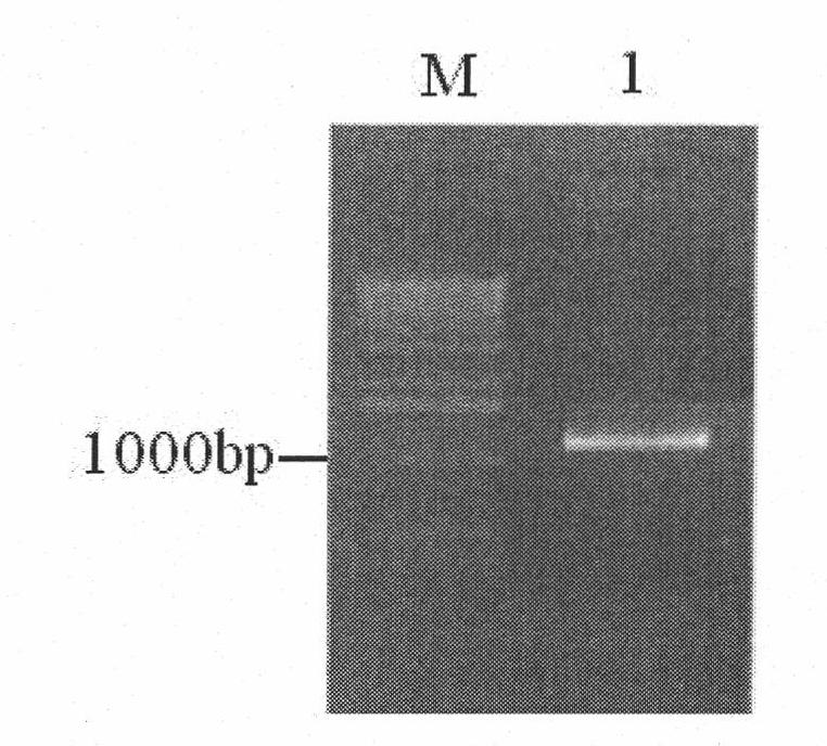 HSV1-TK (herpes simplex virus type 1-thymidine kinase) gene recombination oncolytic adenovirus, preparation method and application thereof