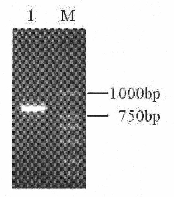 HSV1-TK (herpes simplex virus type 1-thymidine kinase) gene recombination oncolytic adenovirus, preparation method and application thereof