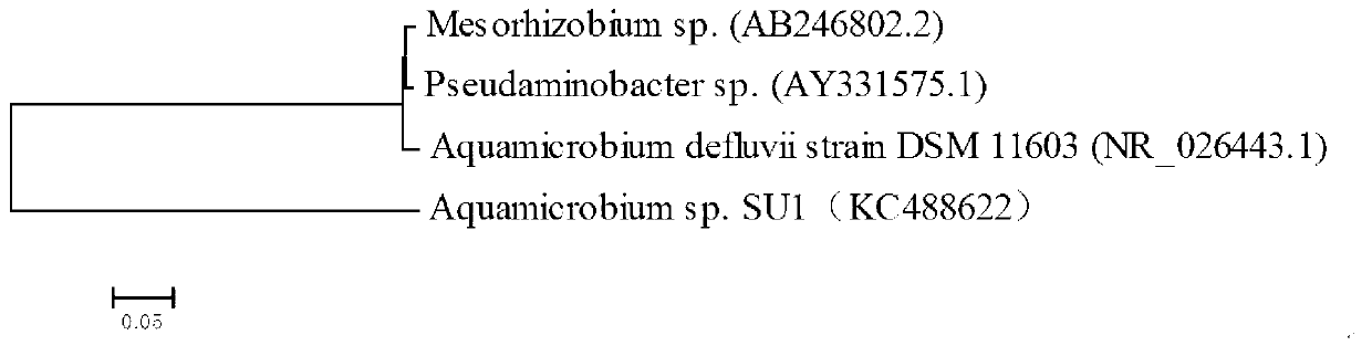 Aquamicrobium defluvii and application thereof in removing sulfur-containing odorants