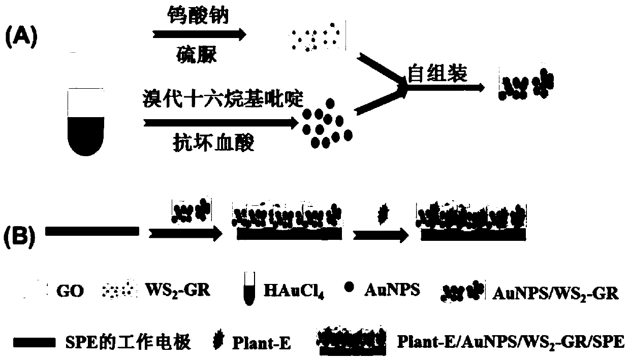 Enzyme biosensor for pesticide residue detection and preparation method and application of enzyme biosensor