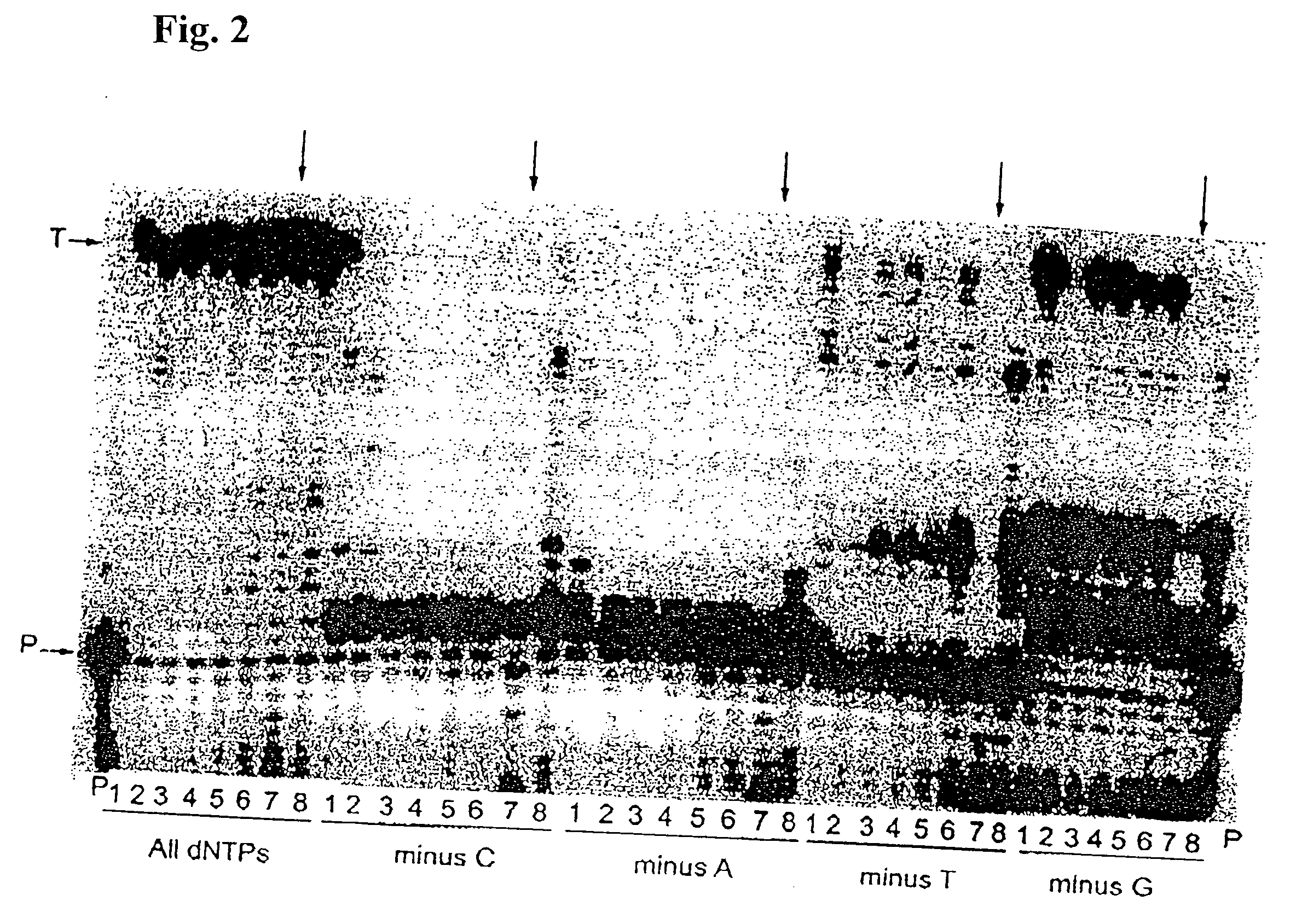 High fidelity reverse transcriptases and uses thereof