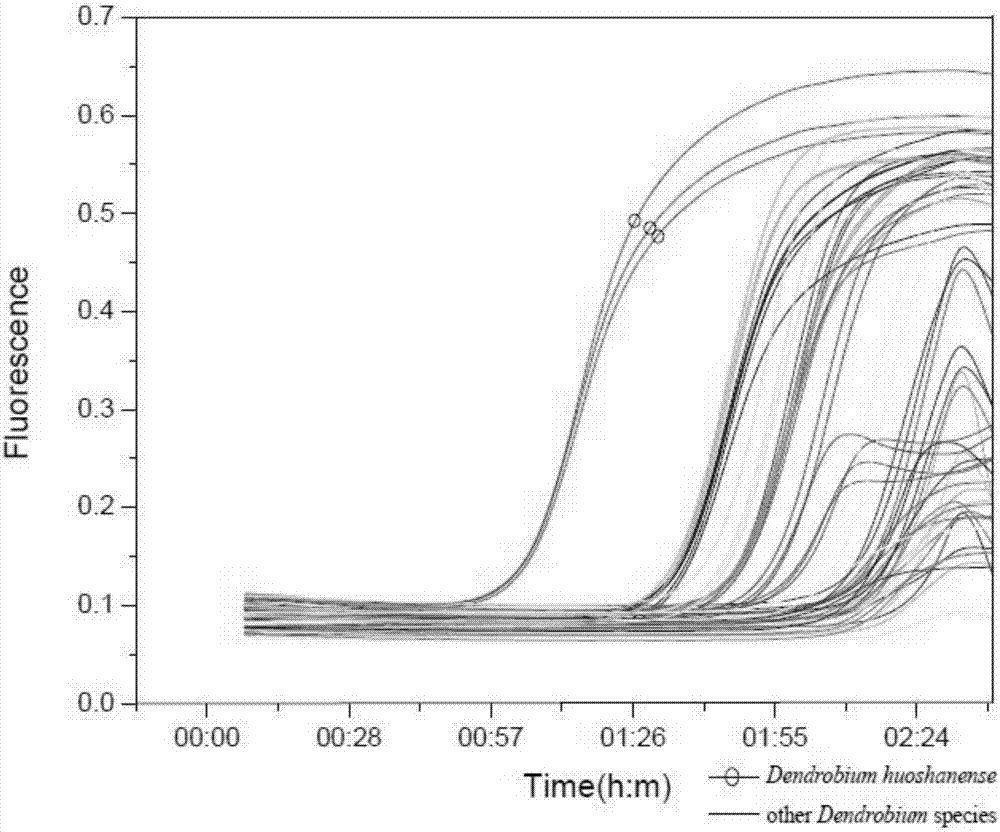 Primer group and method for identifying dendrobium huoshanense and dendrobium officinale product based on Real-time ARMS-qPCR