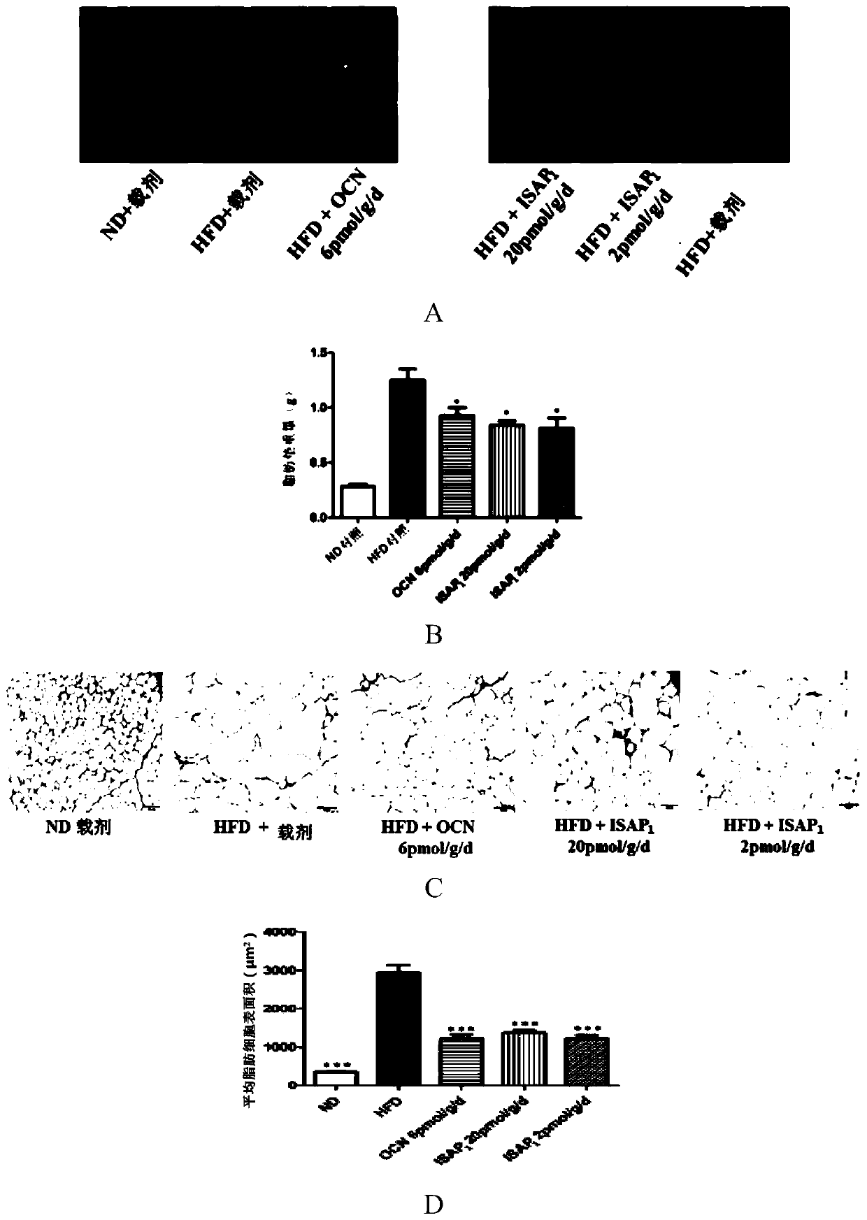 Polypeptides regulating energy metabolism and uses thereof