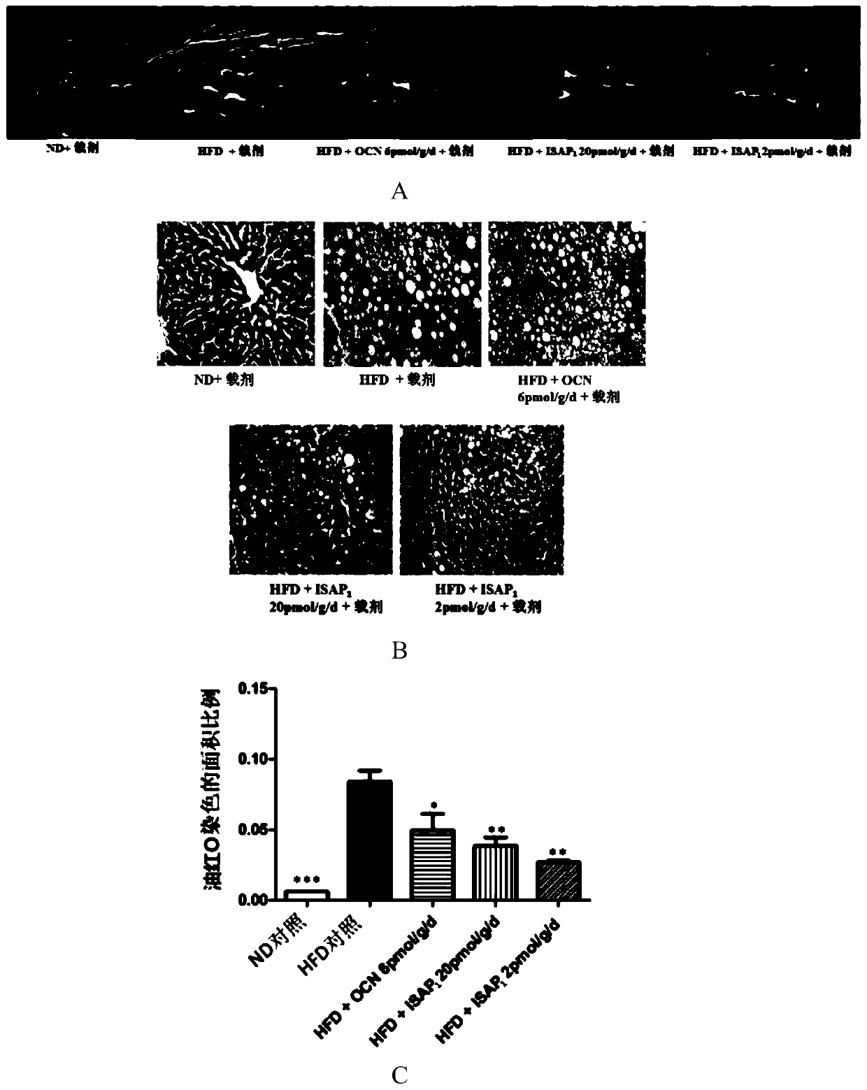 Polypeptides regulating energy metabolism and uses thereof