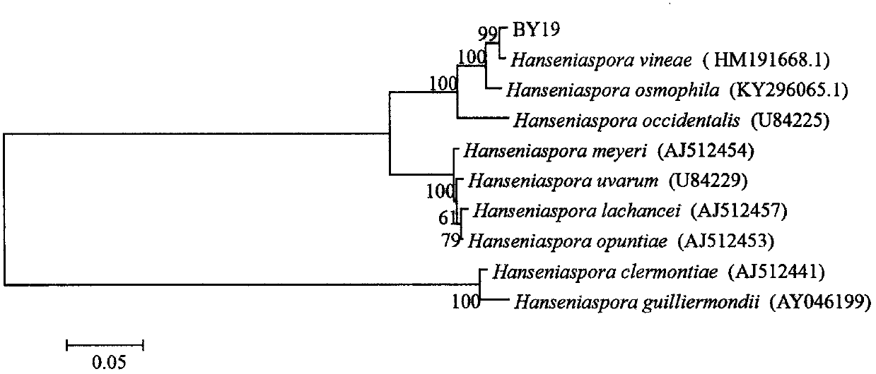 Hanseniaspora vineae capable of effectively preventing and controlling postharvest diseases of fruits and vegetables and preparation and use method thereof