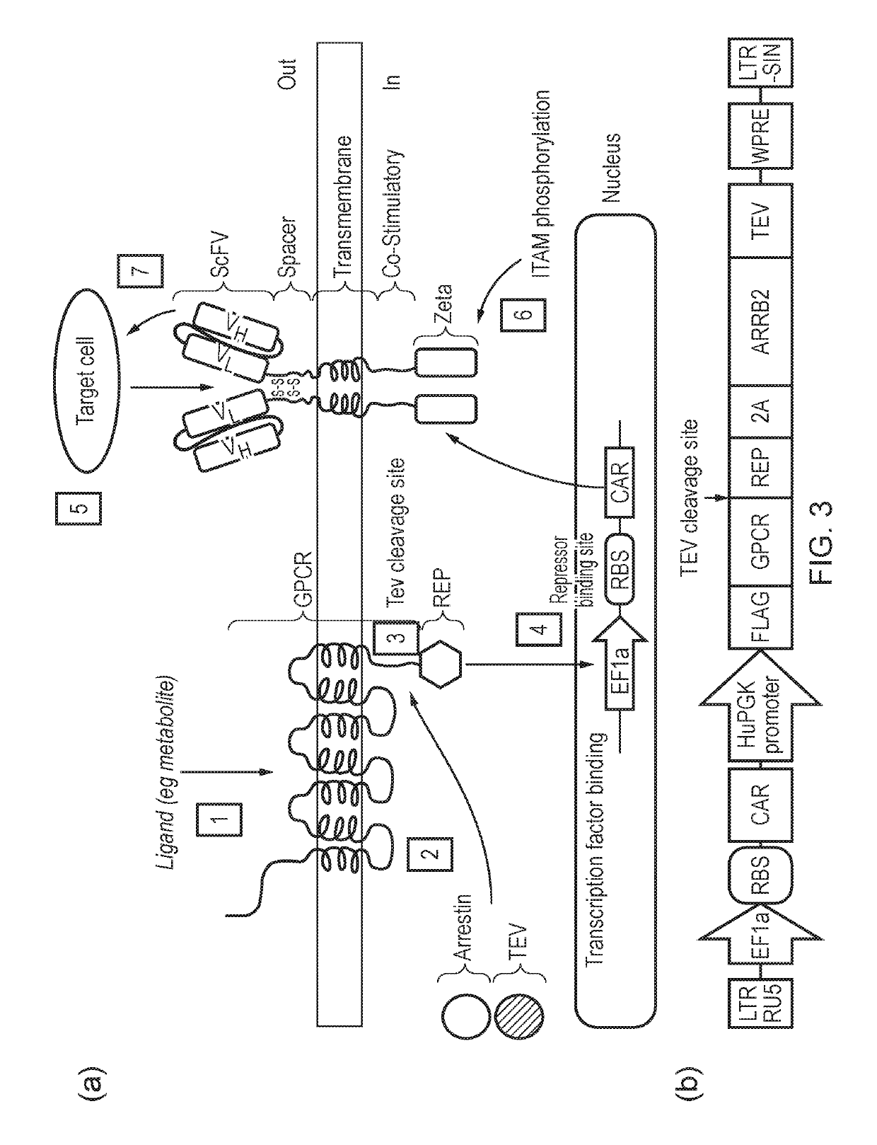 Cell expressing car and gpcr