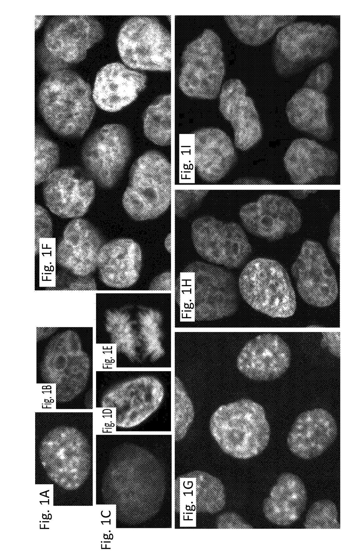 Automated delineation of nuclei for three dimensional (3-d) high content screening