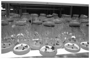 Oil sunflower inbred line in vitro culture method