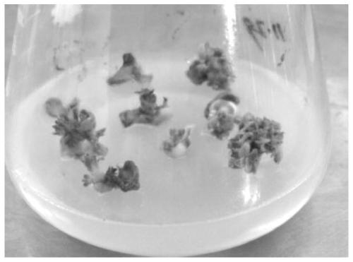 Oil sunflower inbred line in vitro culture method