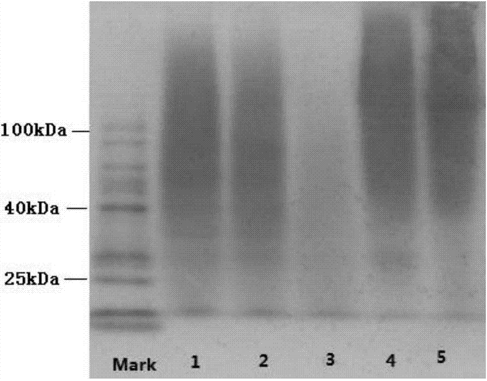 Separation method of visceral protease in golden pomfret and protease as well as application