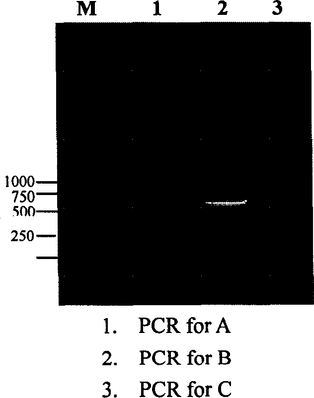 Vaccine preparation for fused virus-like granule, its production method and process of using