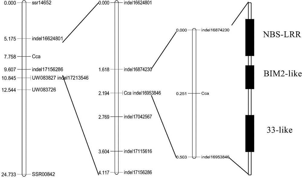 Corynespora cassiicola anti-disease gene Cca as well as encoding protein and application thereof