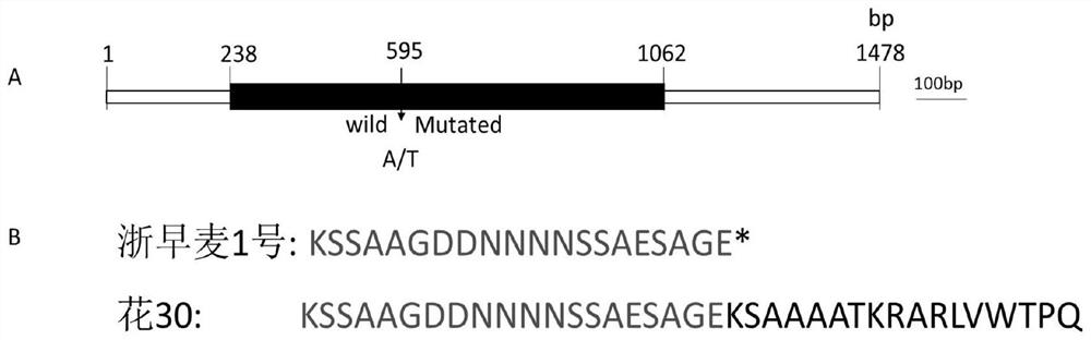 A precocious gene eam.z and its molecular marker snp595 and its application