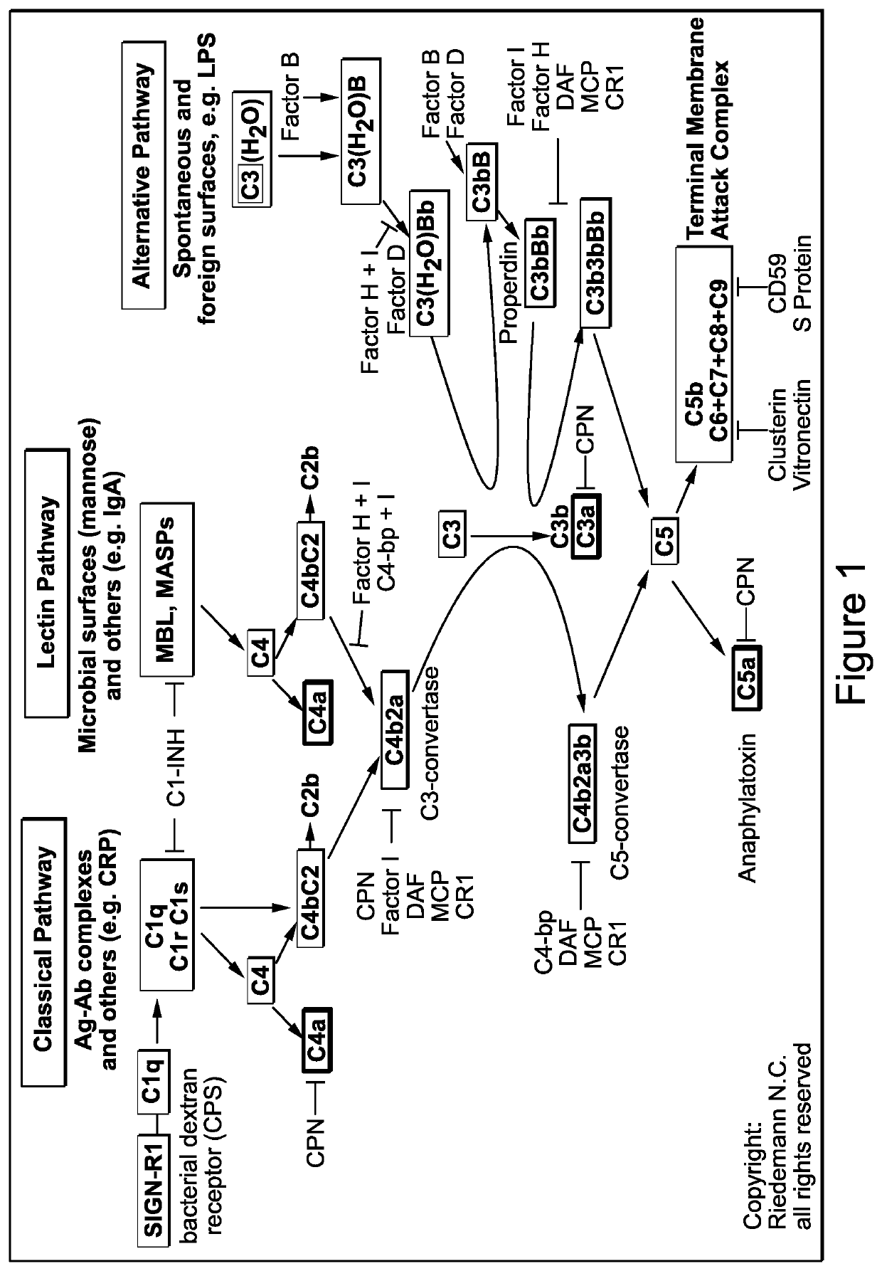 Complement component c3 irna compositions and methods of use thereof