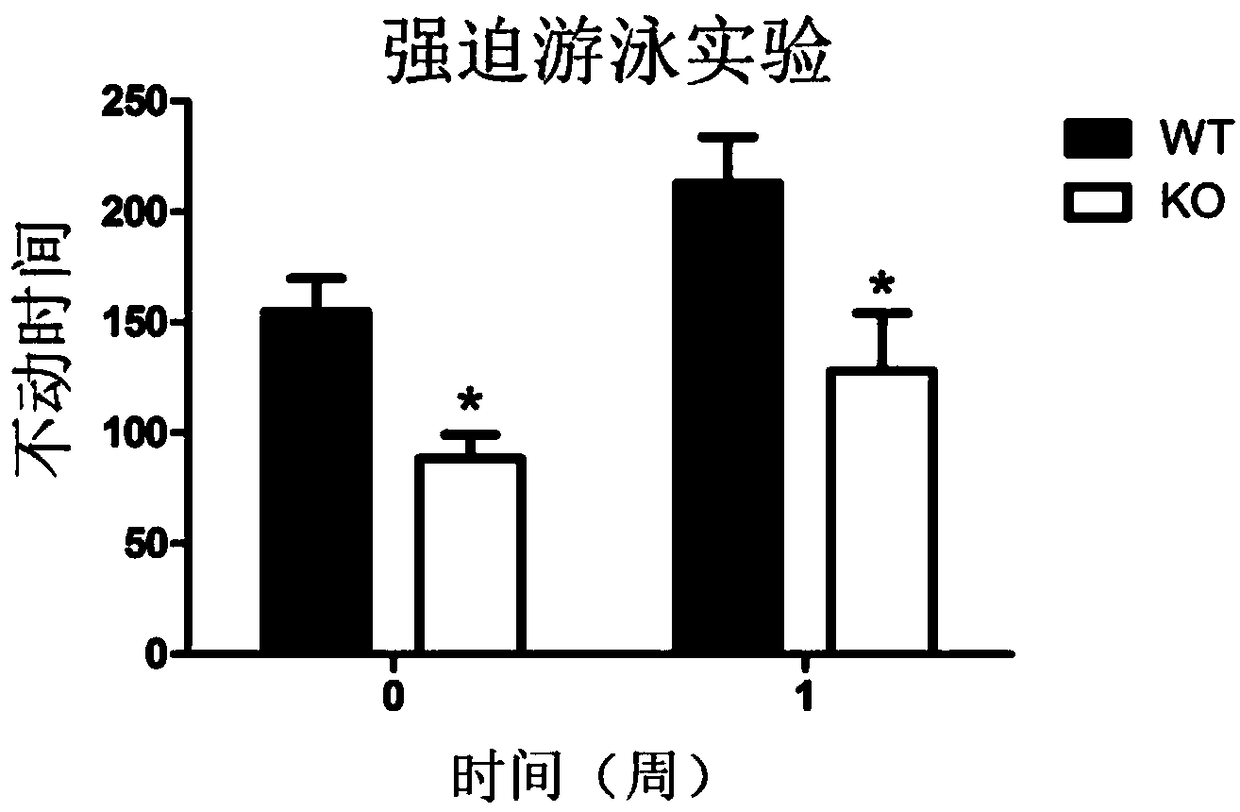 Application of TET (ten-eleven translocation) protein in treatment of depression