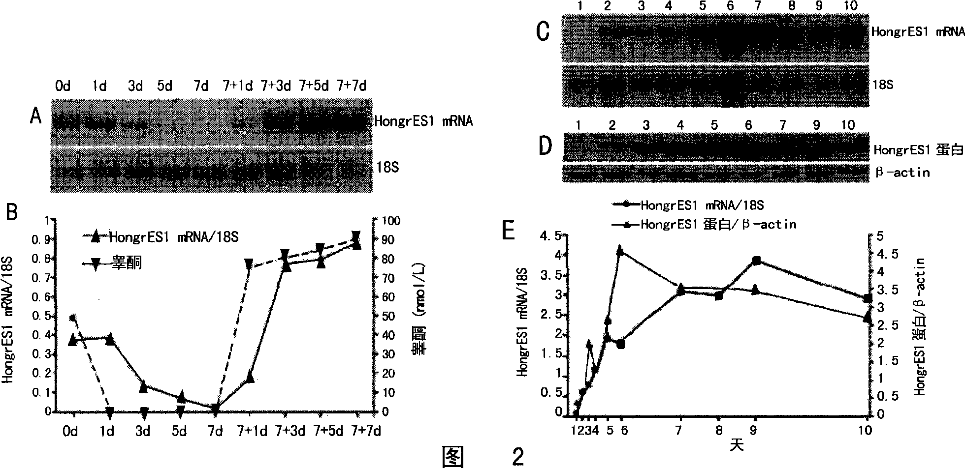 Protein capable of adjusting sperm capacitation and use thereof