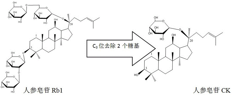 Method for preparing rare ginsenoside CK from protopanaxadiol ginsenoside through fermentation of microbacterium oxydans