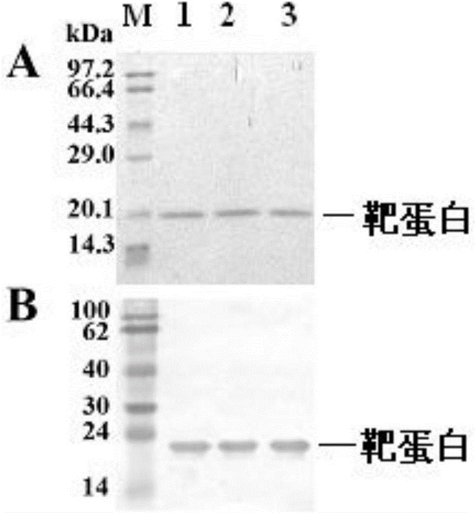 Glutathione peroxidase GPX2 mutant containing serine and preparation method of mutant
