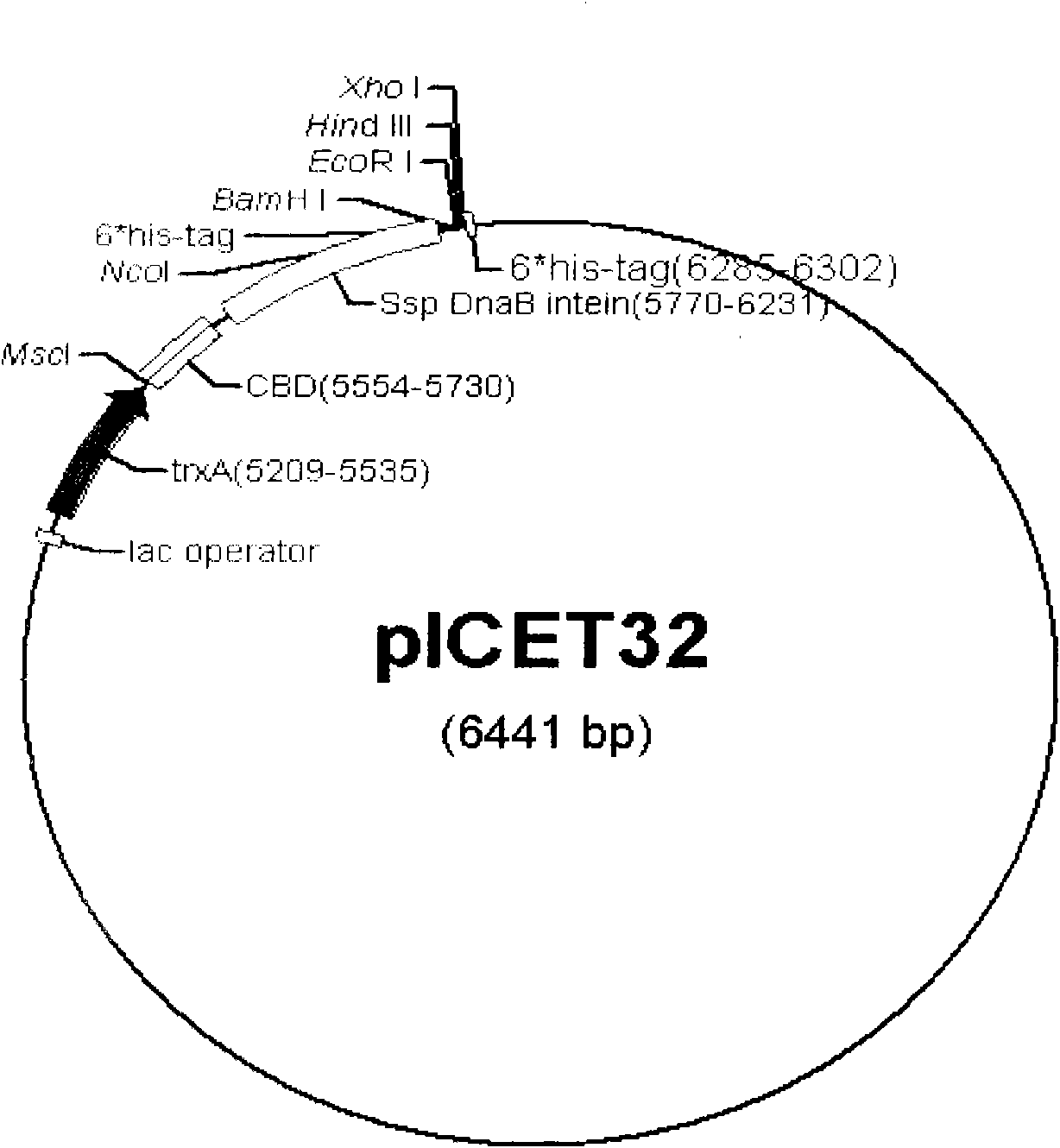 Prokaryotic expression vector and application thereof