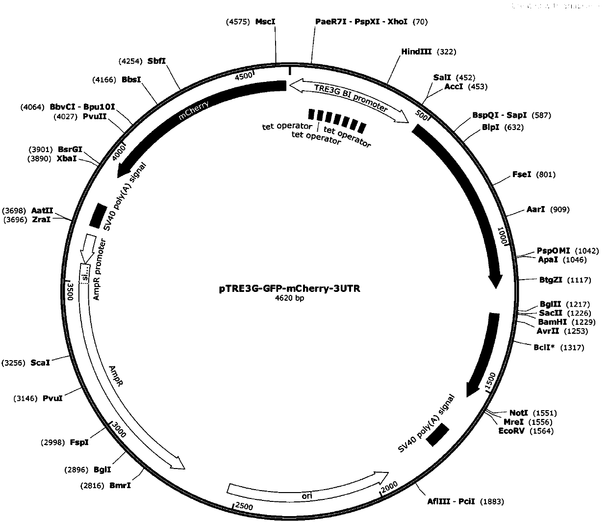 Double-fluorescence report recombinant plasmid vector as well as construction method and application thereof