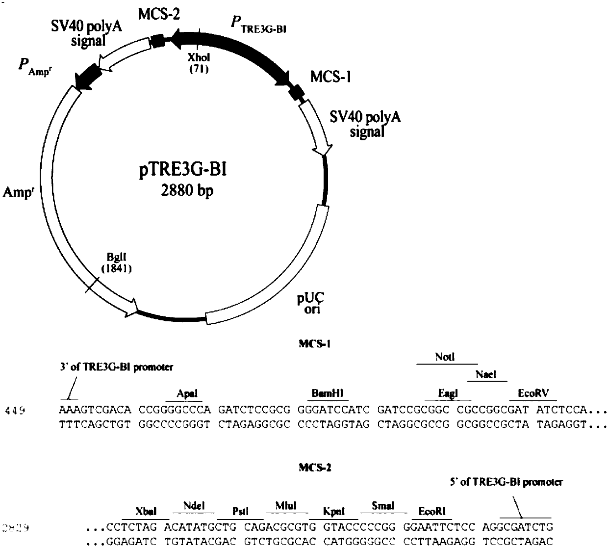 Double-fluorescence report recombinant plasmid vector as well as construction method and application thereof