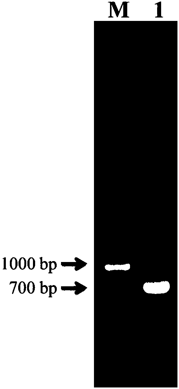 Double-fluorescence report recombinant plasmid vector as well as construction method and application thereof