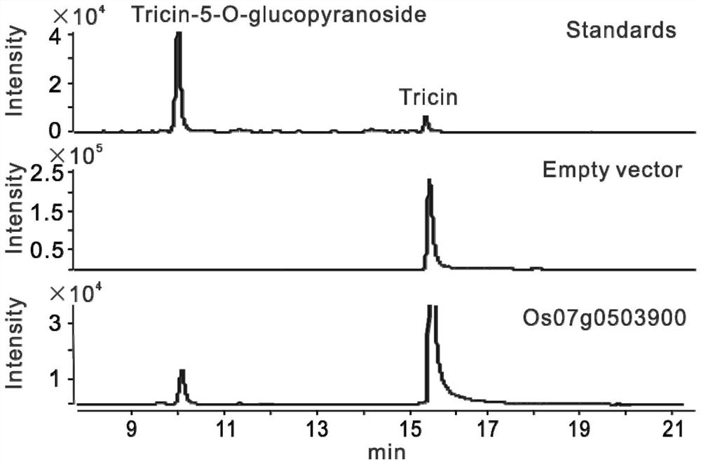 The application of triticin-5-o-glucoside in regulating plant resistance to weeds