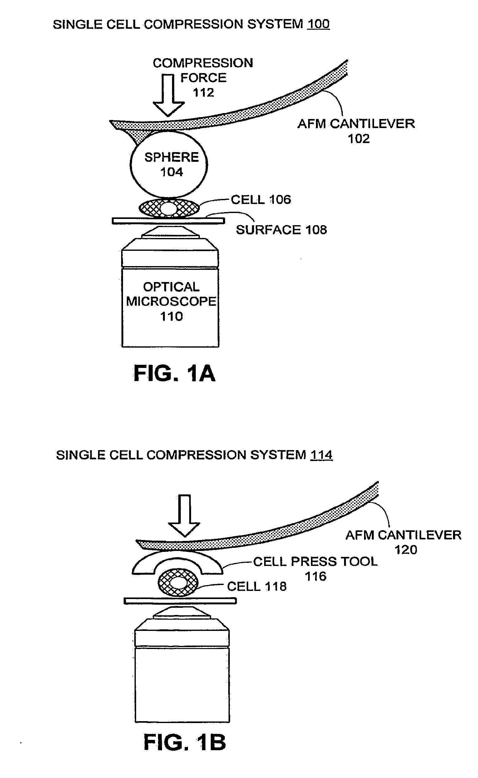 Method and system for measuring single cell mechanics using a modified scanning probe microscope