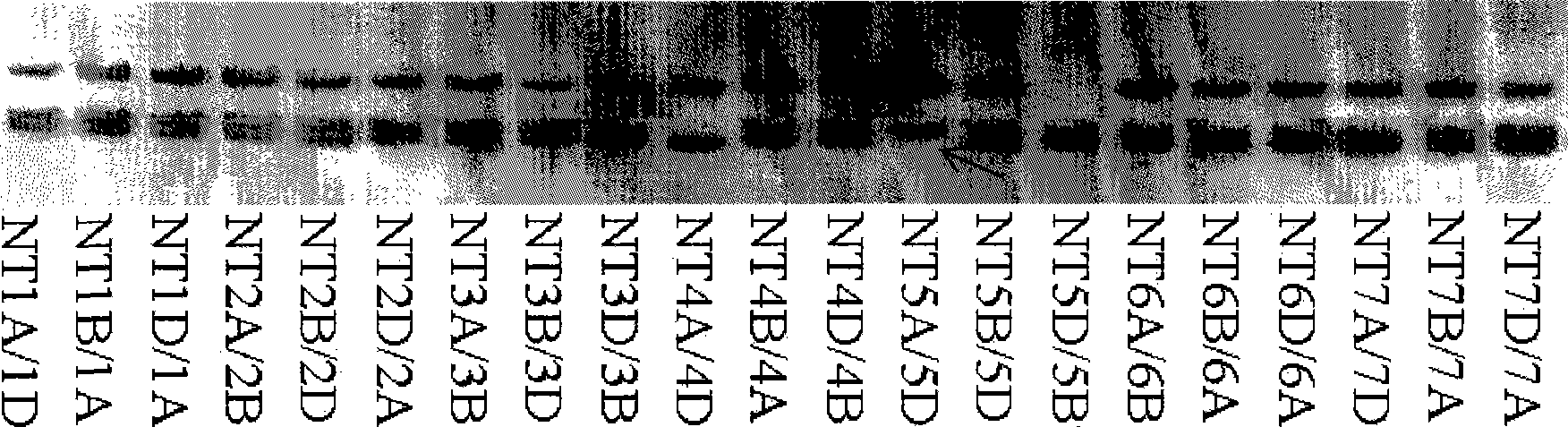 Wheat PDR type ABC transfer protein gene and encoded protein thereof