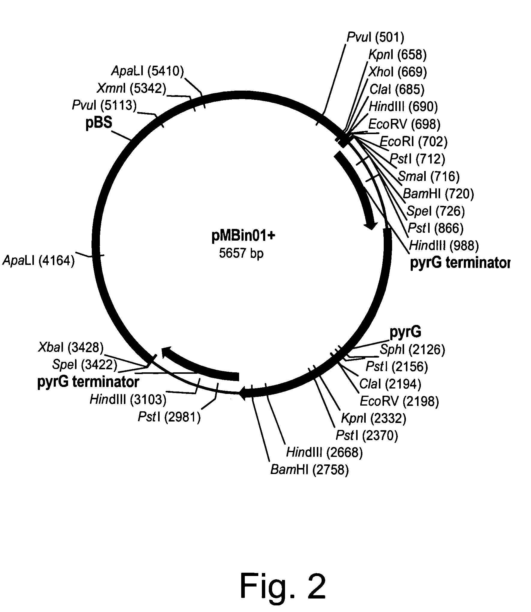 Methods for producing biological substances in enzyme-deficient mutants of Aspergillus