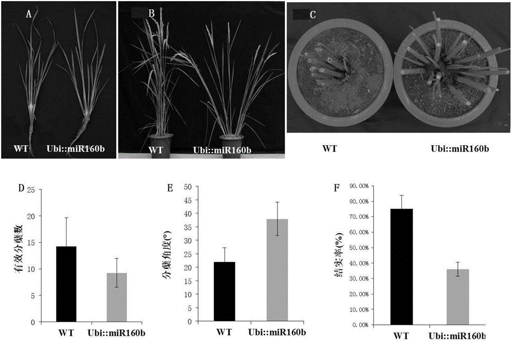 Application of paddy rice miR160b gene in regulation and control on tillering angle