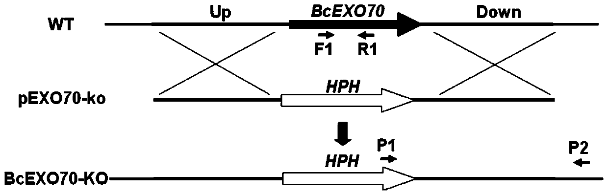 Pathogenicity-related botrytis cinerea gene BcEXO70 and application thereof