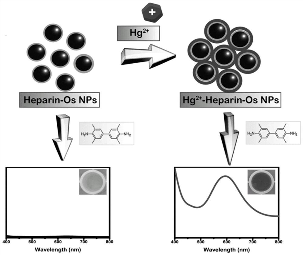 Mercury ion colorimetric detection method based on osmium nanoparticle oxidase activity