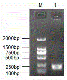 Construction of pd-l2 recombinant plasmid in porcine peripheral blood mononuclear lymphocytes, real-time detection method of gene abundance and its application