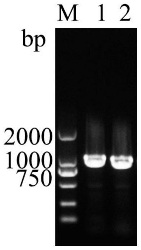 A kind of Monascus purple ester synthase lip05, coding gene and application thereof