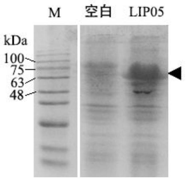 A kind of Monascus purple ester synthase lip05, coding gene and application thereof