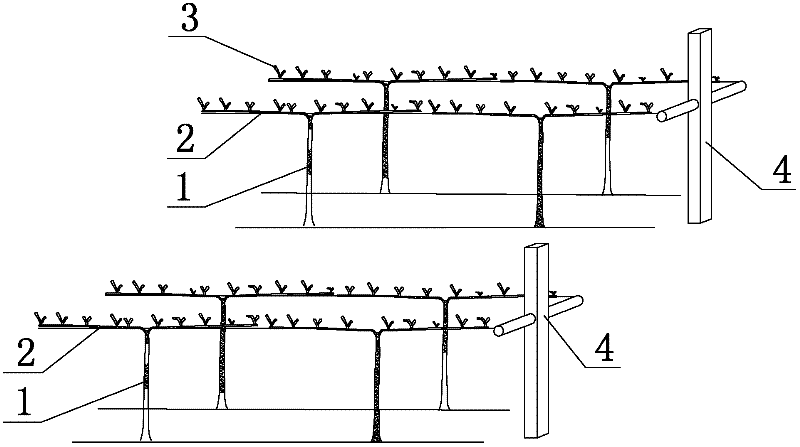 Grape cultivation arrangement and cultivation method