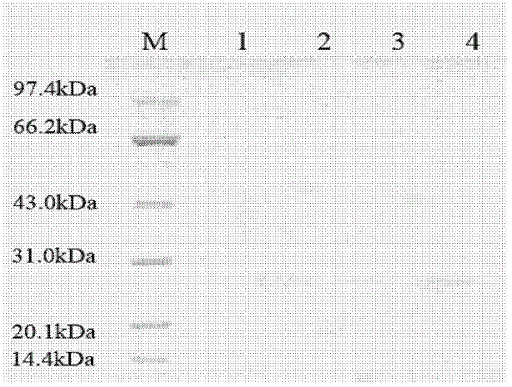 Blood pressure lowering functional polypeptide from pig blood and application thereof