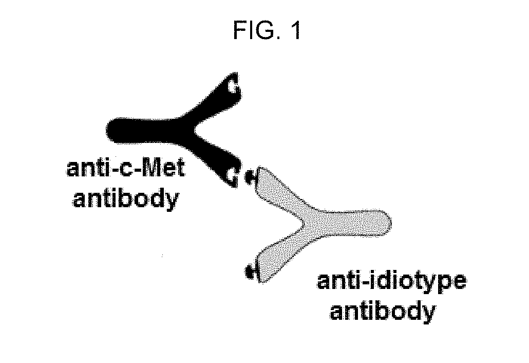 Anti-idiotype antibody against anti-c-MET antibody