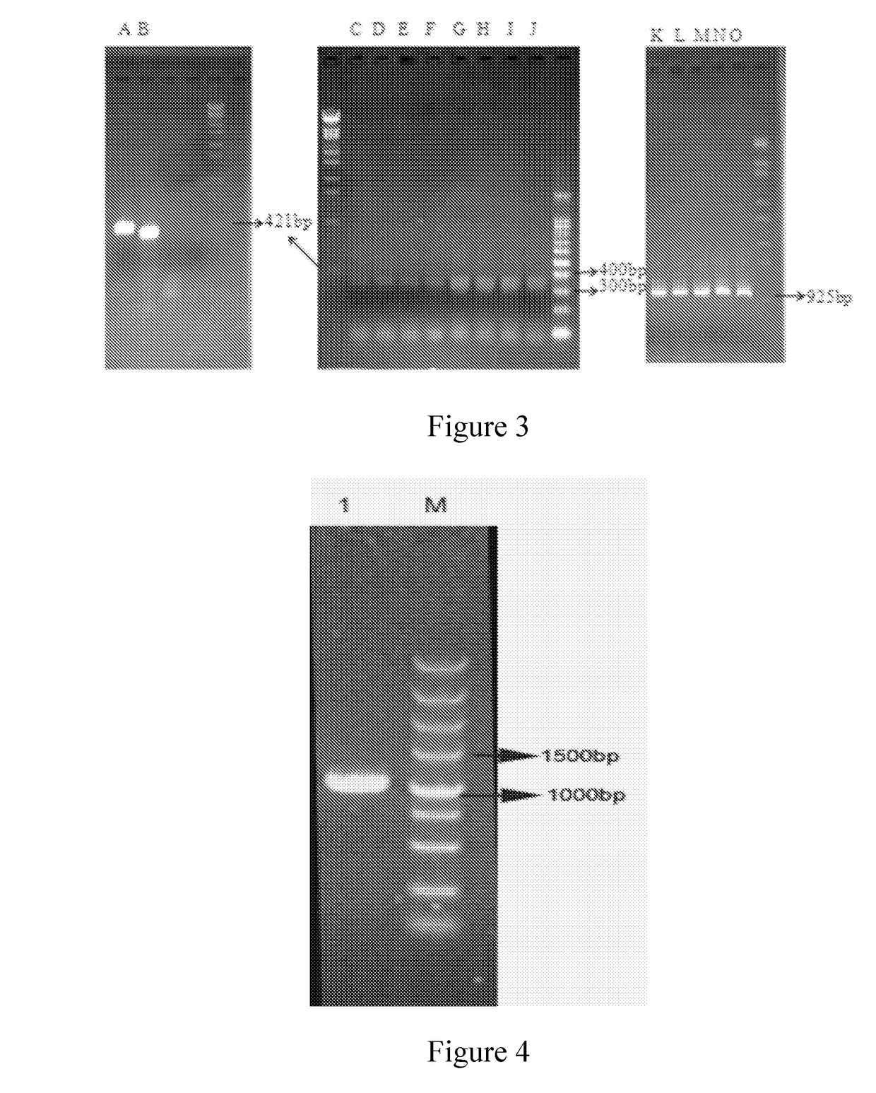 DNA molecule used for recombinant <i>Pichia plasmid </i>and recombinant <i>Pichia </i>strain expressing PprI protein of <i>Deinococcus radiodurans</i>