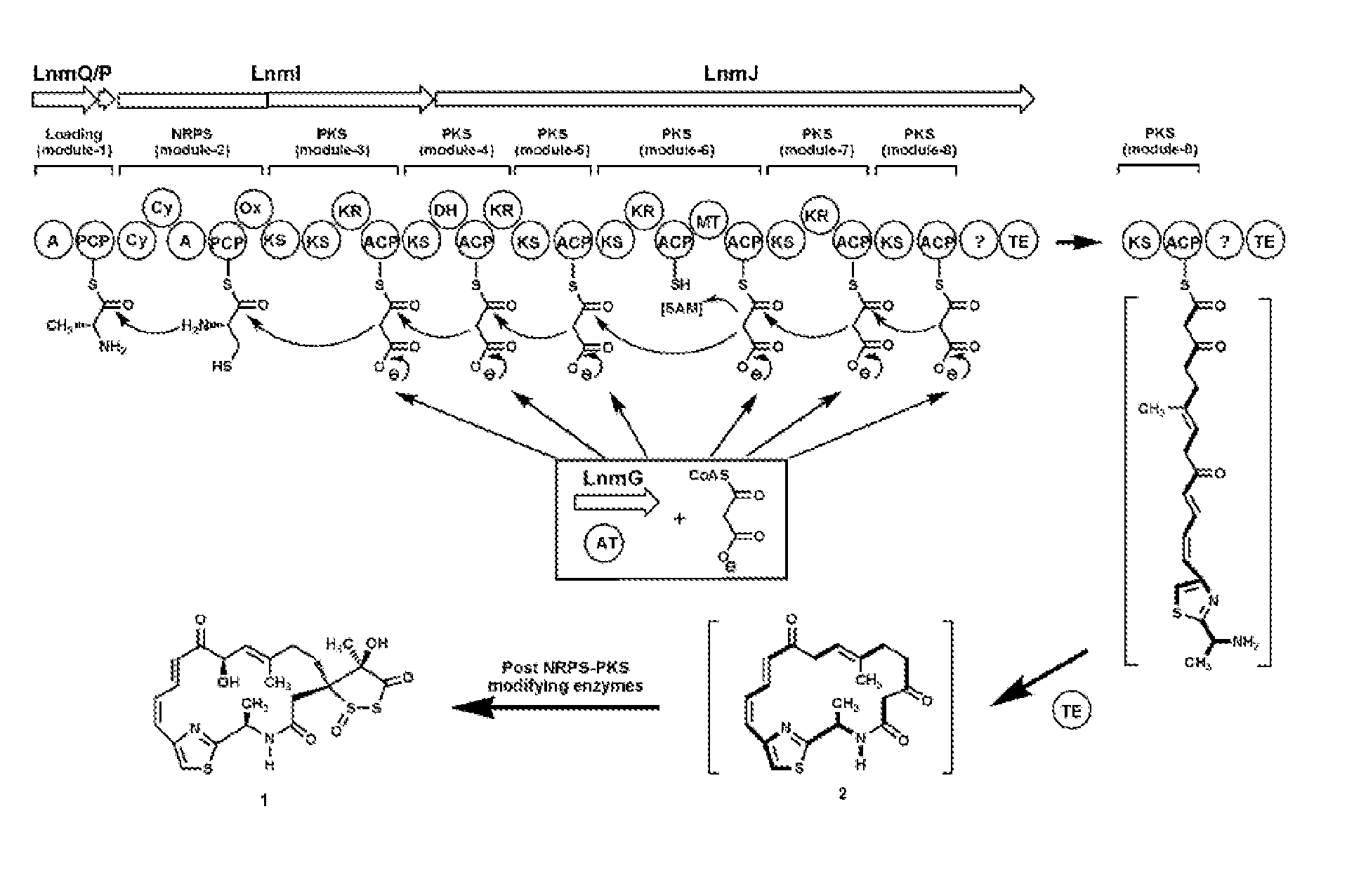 Discrete acyltransferases associated with type I polyketide synthases and methods of use