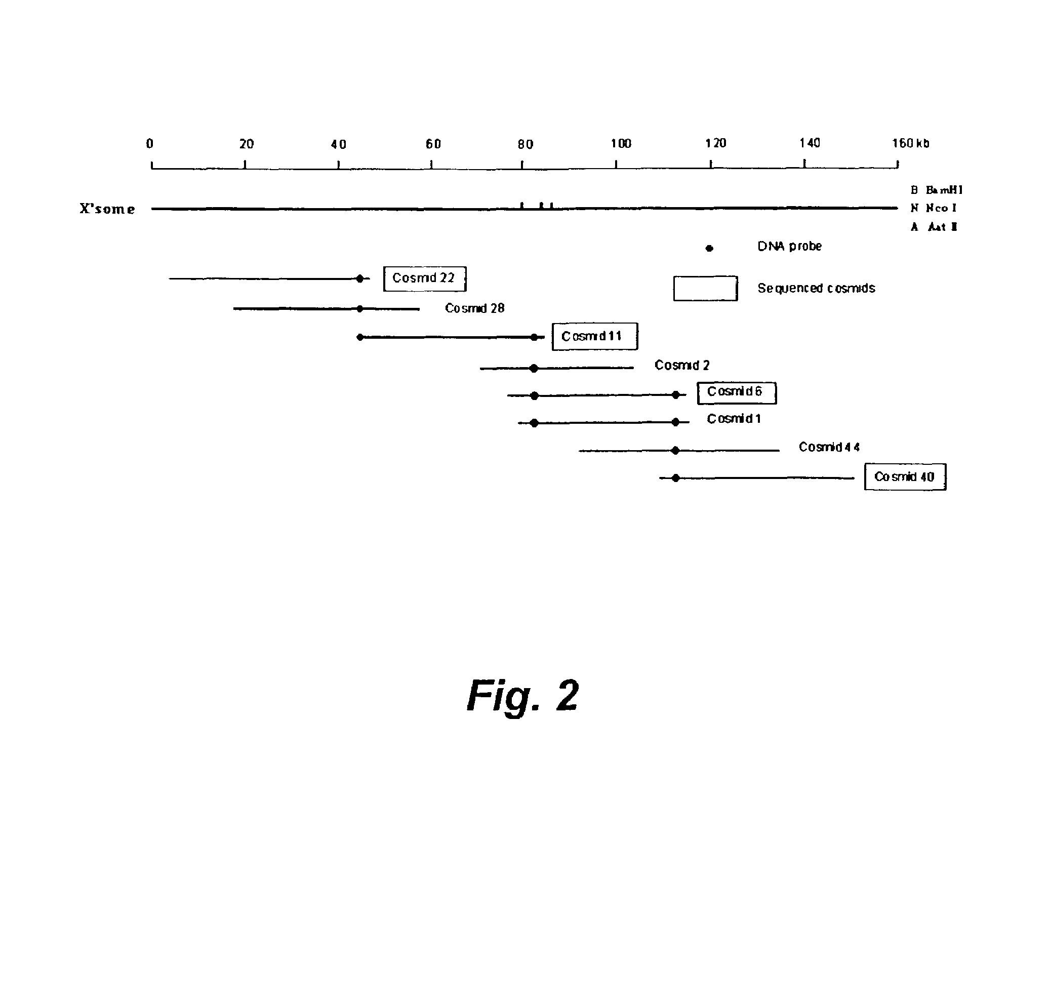 Discrete acyltransferases associated with type I polyketide synthases and methods of use
